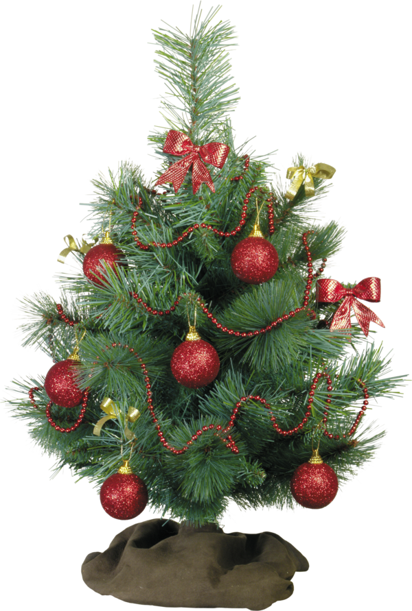 Transparent Youtube Actor Christmas Evergreen Pine Family for Christmas