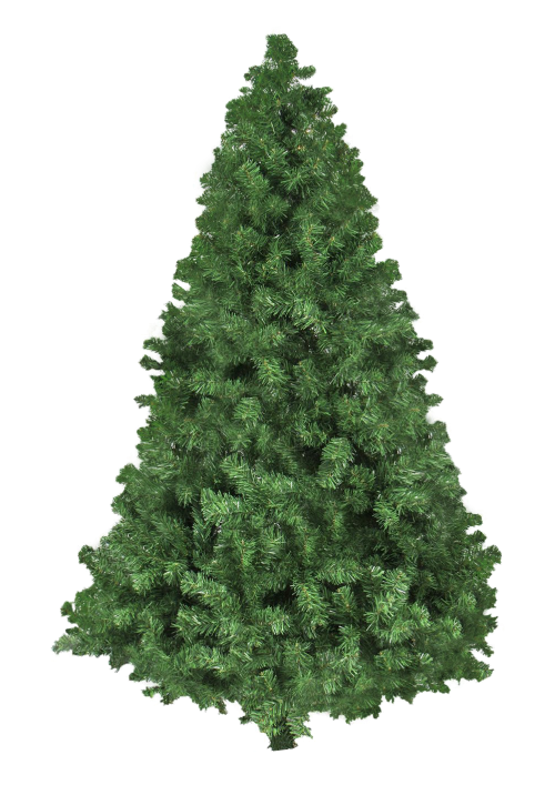 Transparent Tree Christmas Tree Christmas Evergreen Pine Family for Christmas