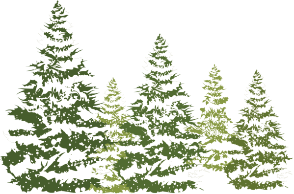 Transparent Snow Winter Computer Graphics Fir Pine Family for Christmas