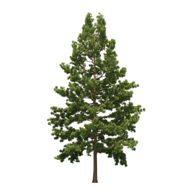 Transparent Spruce Tree Pine for Christmas