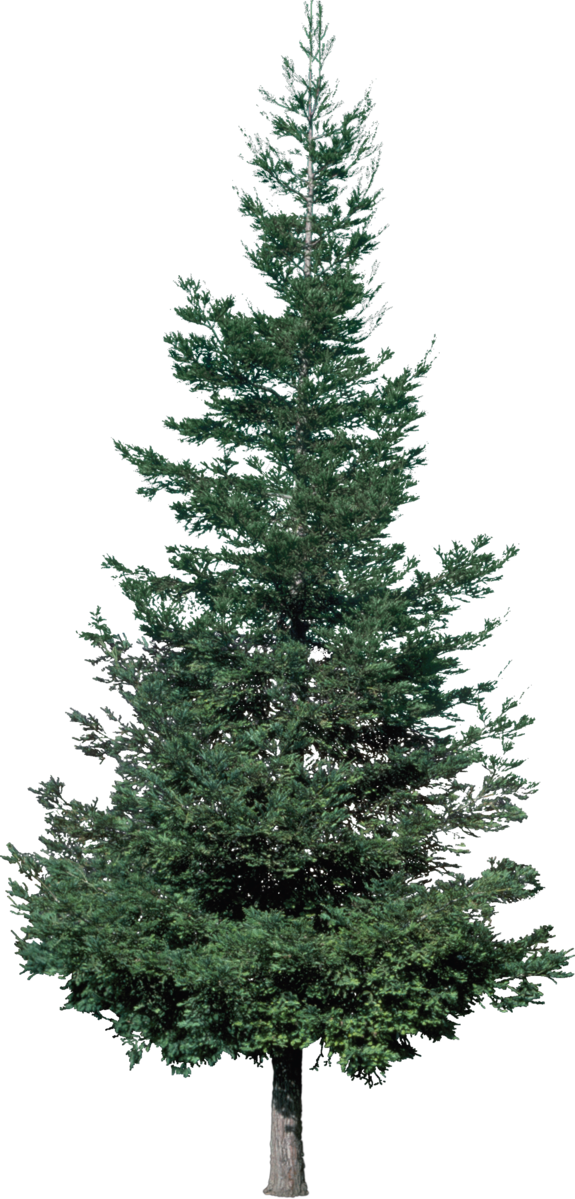 Transparent Christmas Tree Tree Fir Pine Family for Christmas