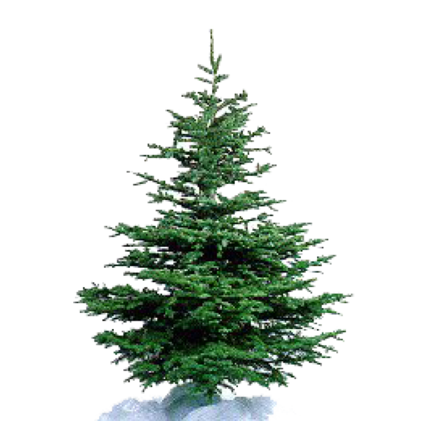 Transparent Nordmann Fir Tree Christmas Tree Fir Pine Family for Christmas