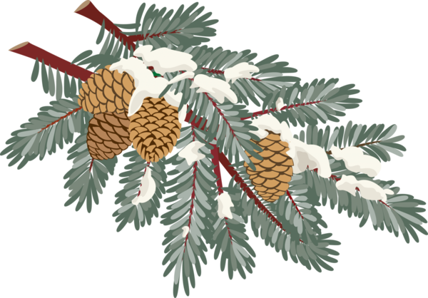 Transparent Spruce Christmas Conifer Cone Fir Pine Family for Christmas
