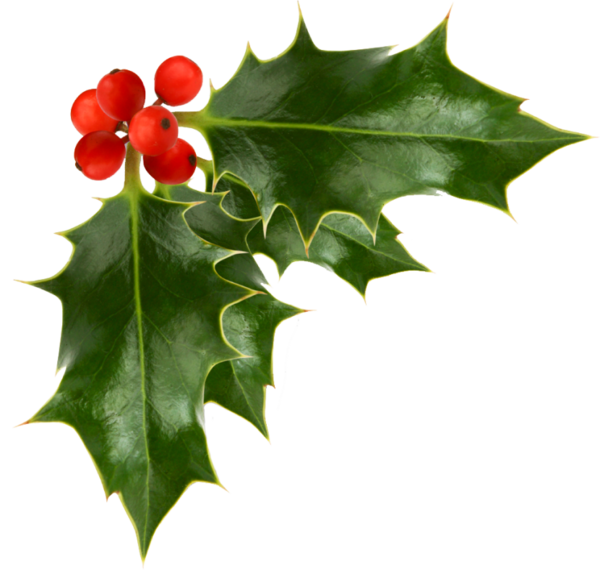 Transparent Christmas Common Holly Christmas Decoration Plant Leaf for Christmas
