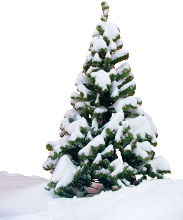Transparent Tree Snow Hotel Fir Pine Family for Christmas
