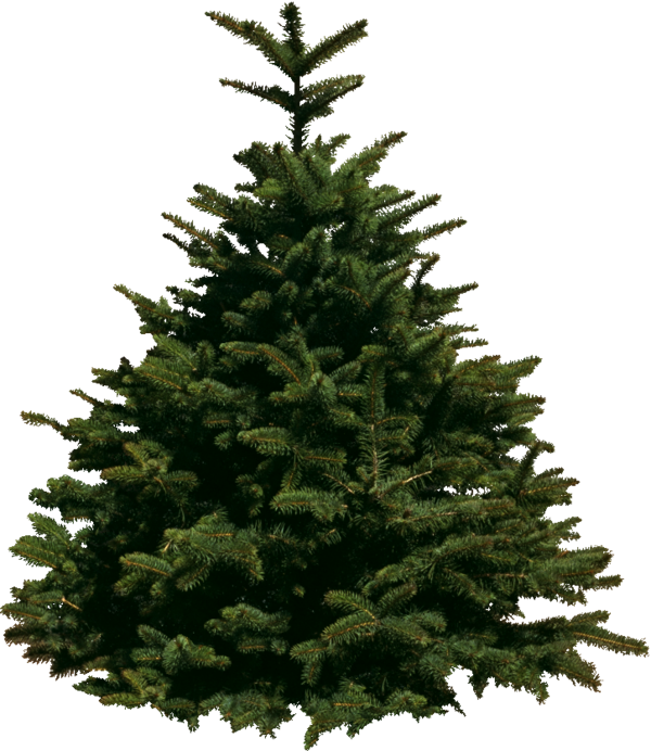 Transparent Christmas Tree Tree Christmas Day Spruce for Christmas