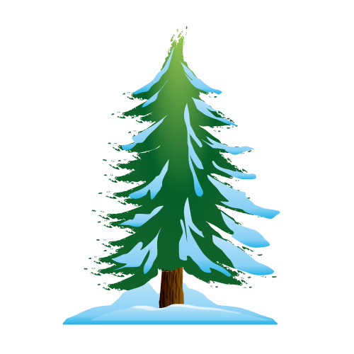 Transparent Cedar Pine Snow Fir Pine Family for Christmas