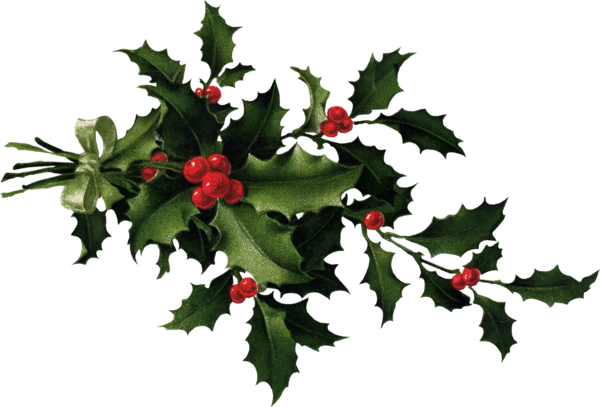 Transparent Common Holly Christmas Ilex Crenata Evergreen Plant for Christmas