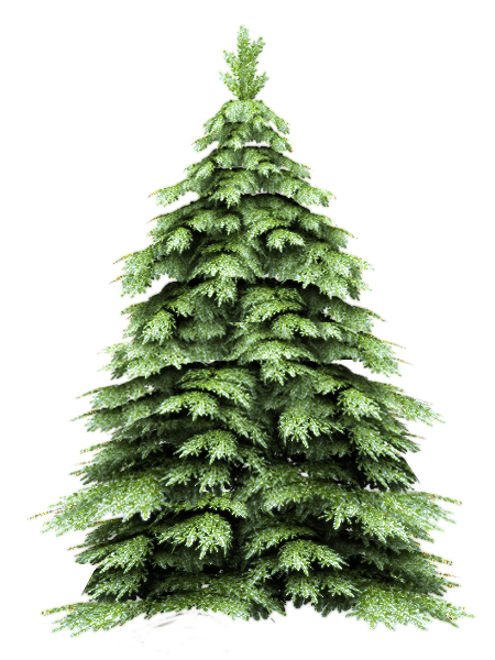 Transparent New Year Tree Spruce Christmas Tree Tree for Christmas
