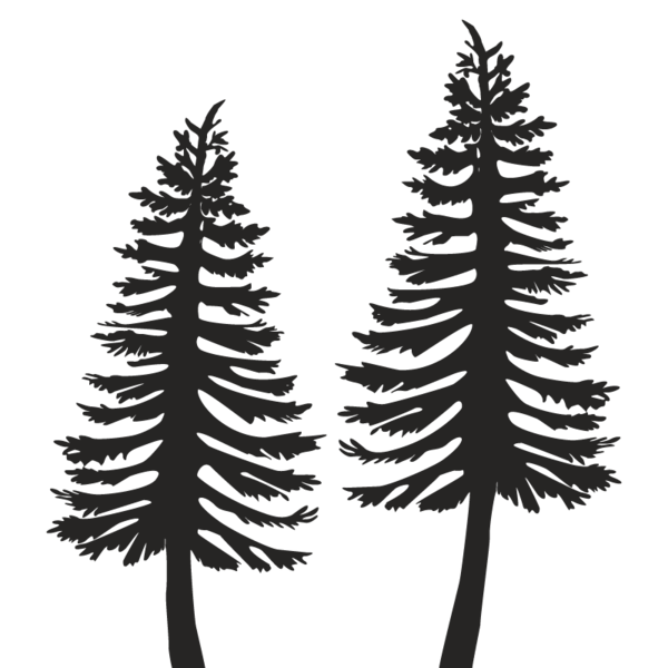 Transparent Spruce Pine Fir Tree Christmas Tree for Christmas