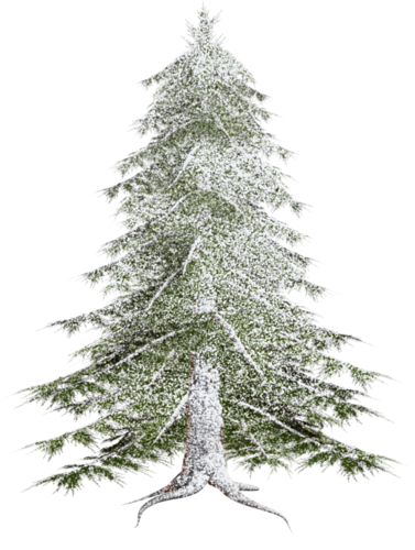 Transparent Spruce Forest Pine Fir Pine Family for Christmas