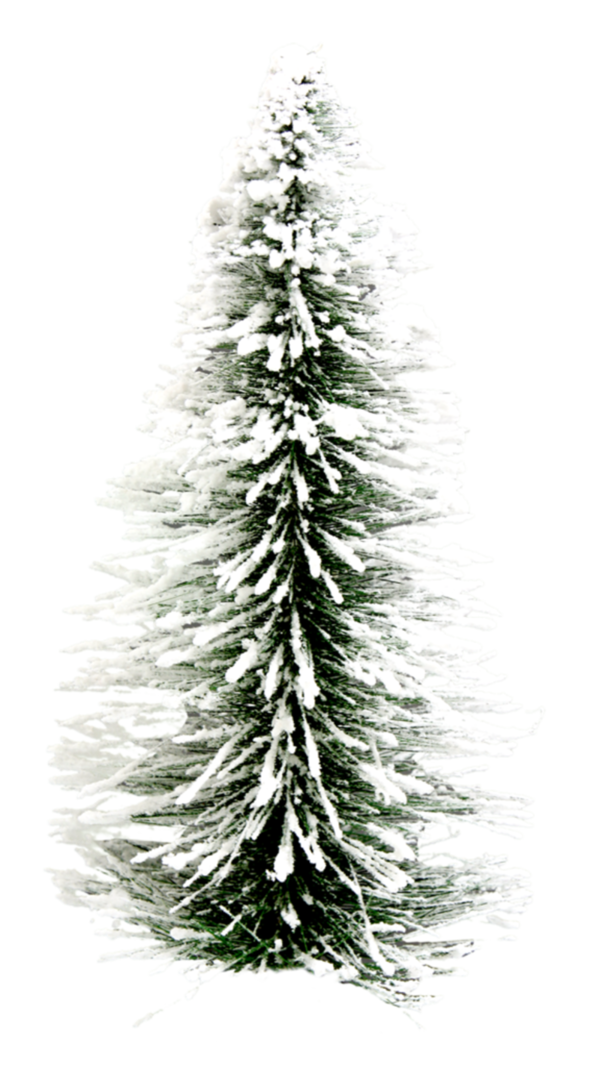 Transparent Christmas Christmas Lights Christmas Tree Fir Pine Family for Christmas
