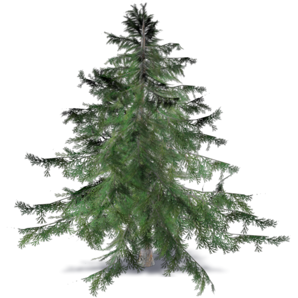 Transparent Spruce Fir Pine Tree for Christmas