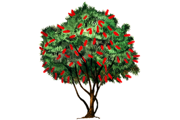 Transparent Fir Christmas Ornament Christmas Tree Pine Family for Christmas