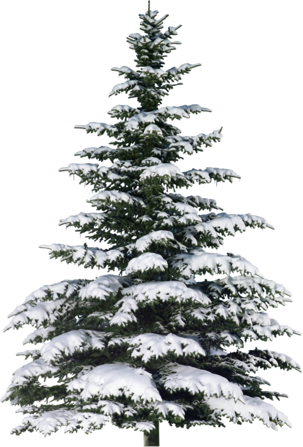 Transparent Spruce Christmas Tree Fir Tree for Christmas