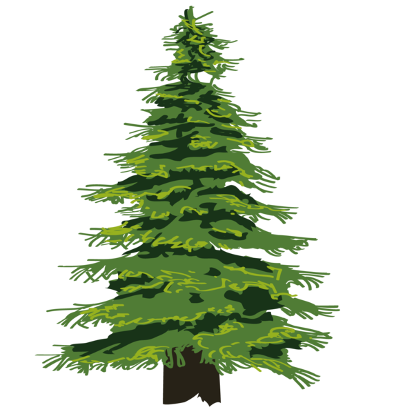 Transparent Evergreen Tree Pine Fir Pine Family for Christmas