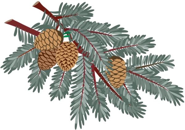 Transparent Conifer Cone Spruce Fir Pine Family for Christmas