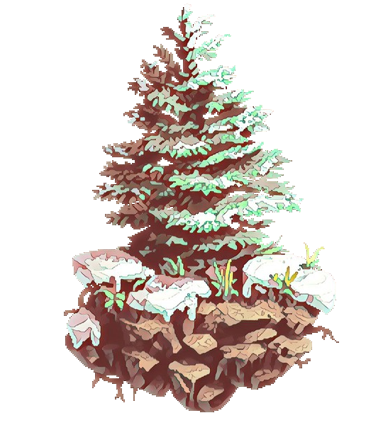 Transparent Colorado Spruce Oregon Pine Tree for Christmas