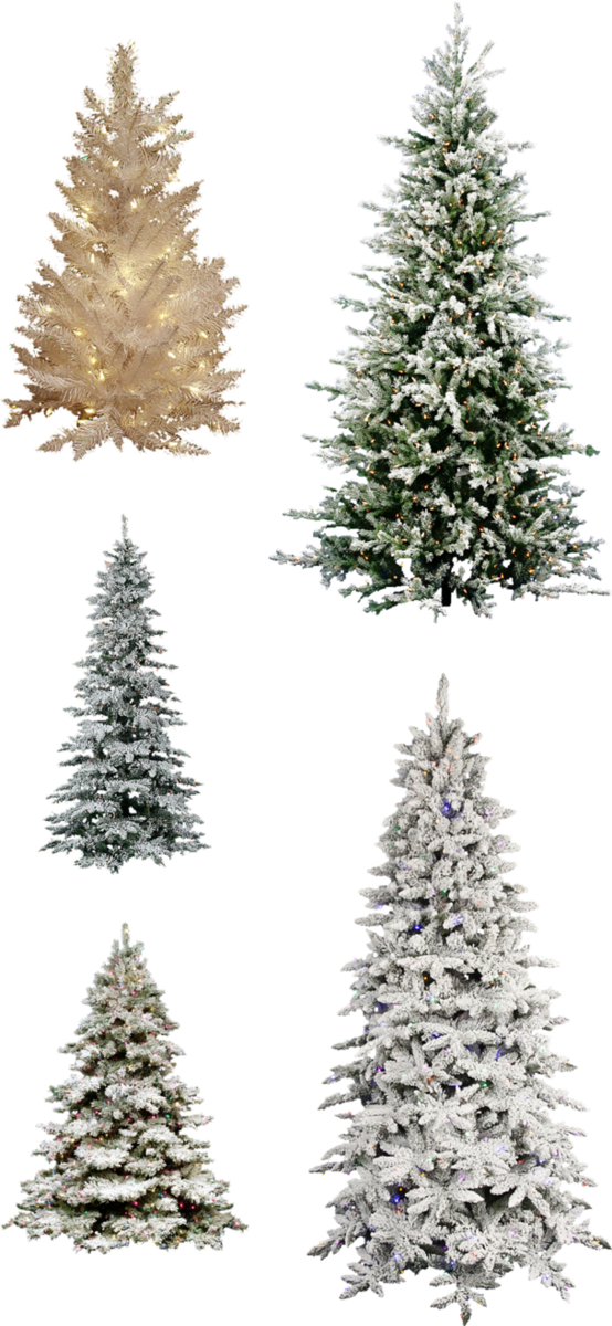 Transparent Christmas Tree Tree Pine Fir Pine Family for Christmas
