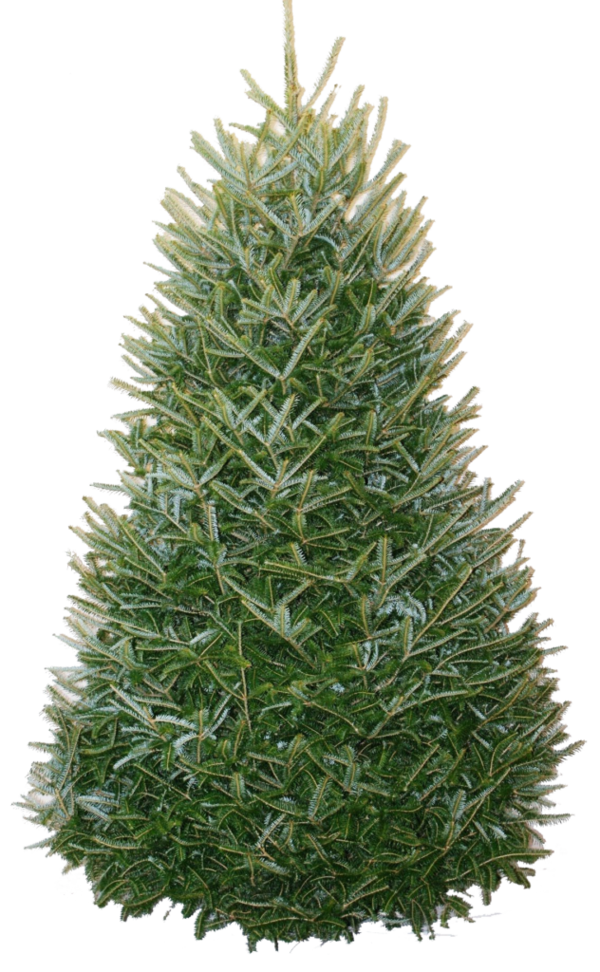 Transparent Fraser Fir Christmas Tree Tree Fir Pine Family for Christmas