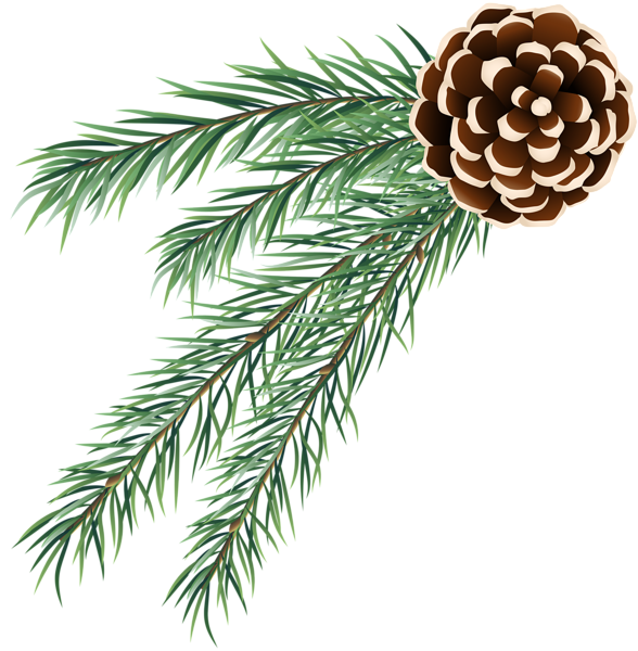 Transparent Fir Pine Conifer Cone Pine Family for Christmas