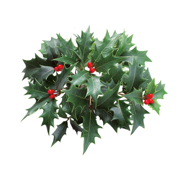 Transparent Christmas Holly Plant Evergreen Fir for Christmas