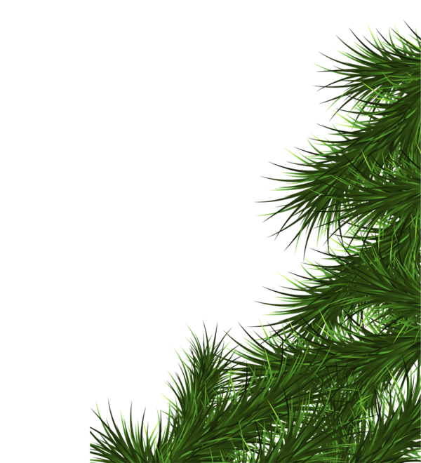 Transparent Fir Branch Christmas Tree Pine Family for Christmas