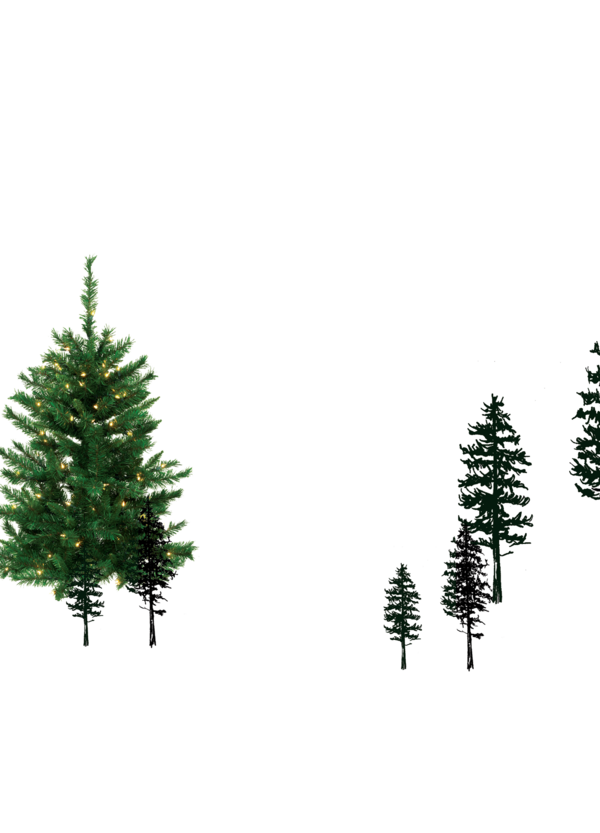 Transparent Spruce Pine Christmas Ornament Fir Pine Family for Christmas