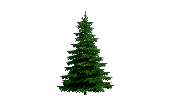 Transparent Christmas Tree Tree Christmas Fir Pine Family for Christmas