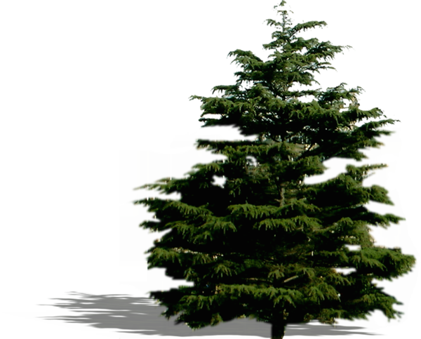 Transparent Spruce Fir Pine Pine Family for Christmas