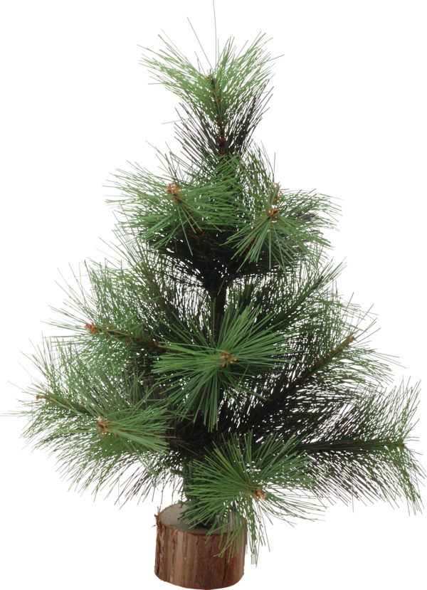 Transparent Christmas Tree New Year Tree Spruce Evergreen Pine Family for Christmas
