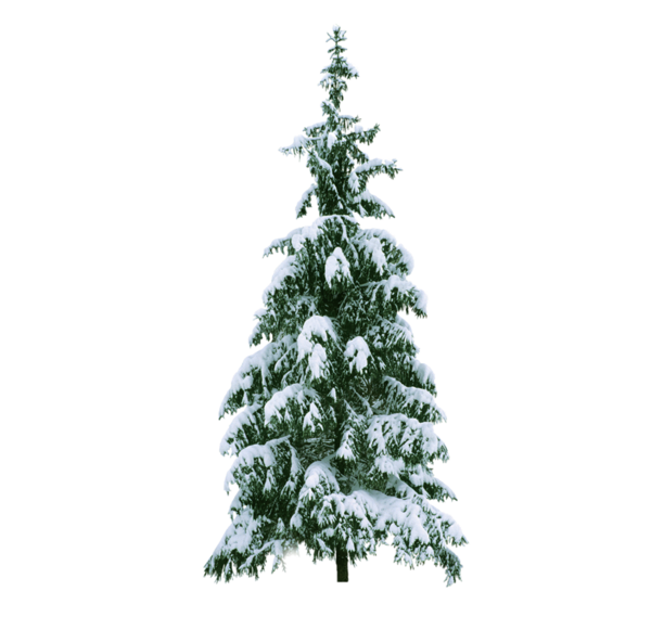 Transparent New Year Tree Christmas Tree Snow Fir Pine Family for Christmas