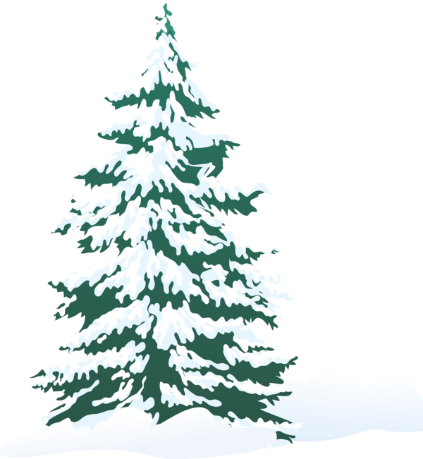 Transparent Pine Tree Snow Fir Pine Family for Christmas