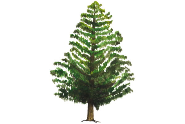 Transparent Tree Pine Artificial Christmas Tree Fir Pine Family for Christmas