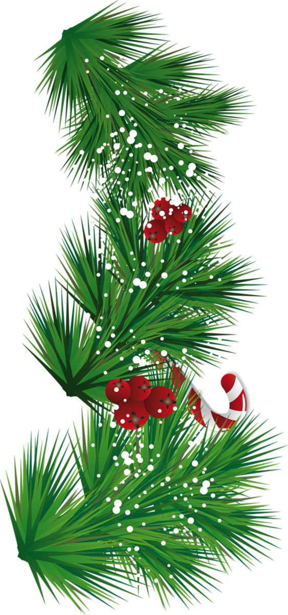 Transparent Candy Cane Santa Claus Christmas Evergreen Pine Family for Christmas