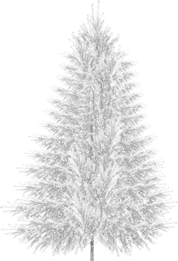 Transparent Tree Christmas Tree Fir Pine Family for Christmas