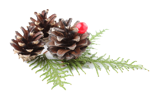 Transparent Pine Conifer Cone Christmas Ornament Fir Pine Family for Christmas