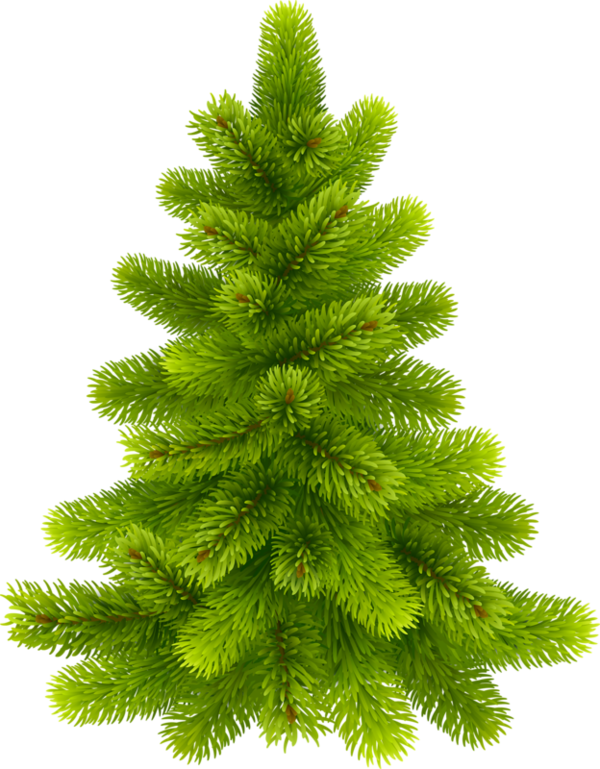 Transparent Pine Fir Tree Pine Family for Christmas