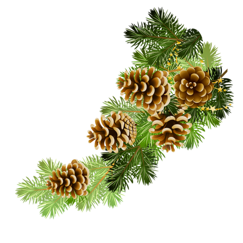 Transparent Conifer Cone Clip Art Christmas Christmas Tree Pine Family for Christmas