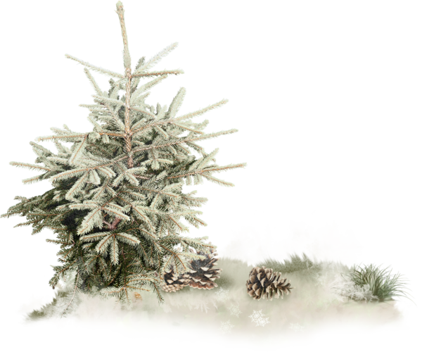 Transparent Spruce Pine Tree Christmas Tree for Christmas
