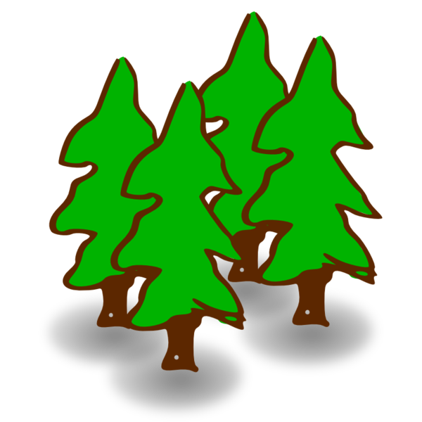 Transparent Forest Rainforest Stand Level Modelling Fir Pine Family for Christmas