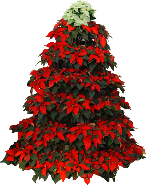 Transparent Christmas Tree Christmas Day Poinsettia Colorado Spruce Red for Christmas