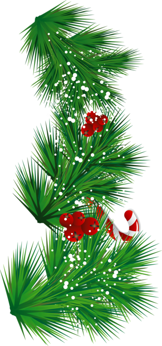 Transparent Candy Cane Mistletoe Christmas Fir Pine Family for Christmas