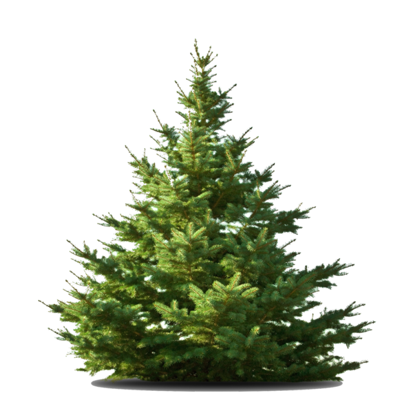 Transparent Nordmann Fir Tree Christmas Tree Fir Pine Family for Christmas