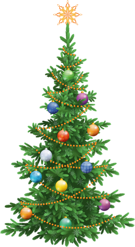 Transparent Abies Alba Abies Koreana Spruce Fir Pine Family for Christmas