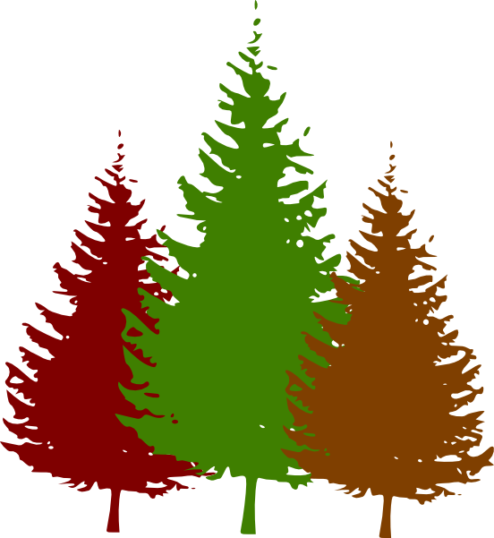 Transparent Tree Redwoods Pine Fir Pine Family for Christmas