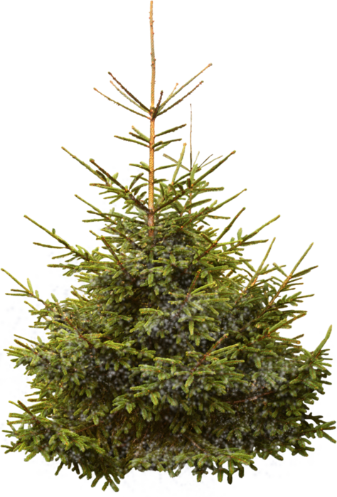 Transparent Nordmann Fir Norway Spruce Christmas Tree Fir Pine Family for Christmas
