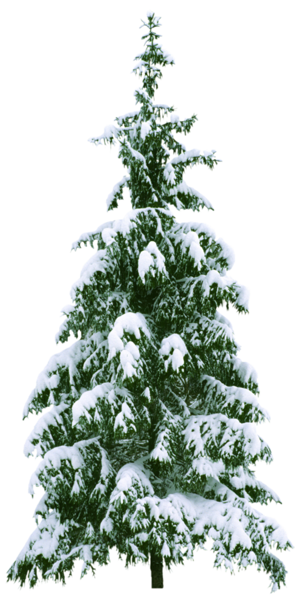 Transparent Christmas Tree Christmas New Year Fir Pine Family for Christmas
