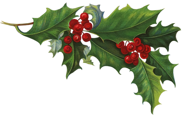Transparent Ilex Crenata Common Holly Christmas Evergreen Plant for Christmas