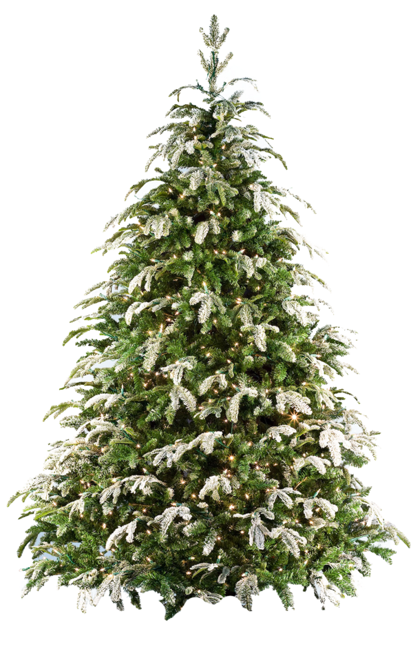 Transparent Fraser Fir Christmas Tree Artificial Christmas Tree Fir Evergreen for Christmas